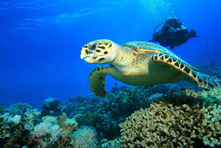 Explore Nature at the Magnificent National Marine Park of Zakynthos