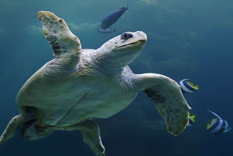 Introducing You to the Natural Wonder of Caretta-Caretta
