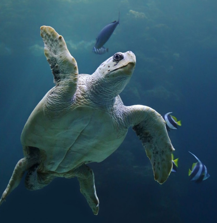 Introducing You to the Natural Wonder of Caretta-Caretta